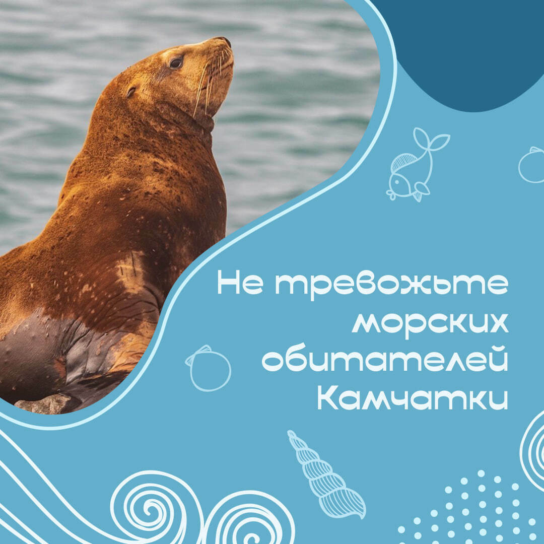  Путешествуя по Камчатке, помните о бережном отношении к дикой природе!