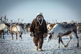 День оленевода отметят на Камчатке