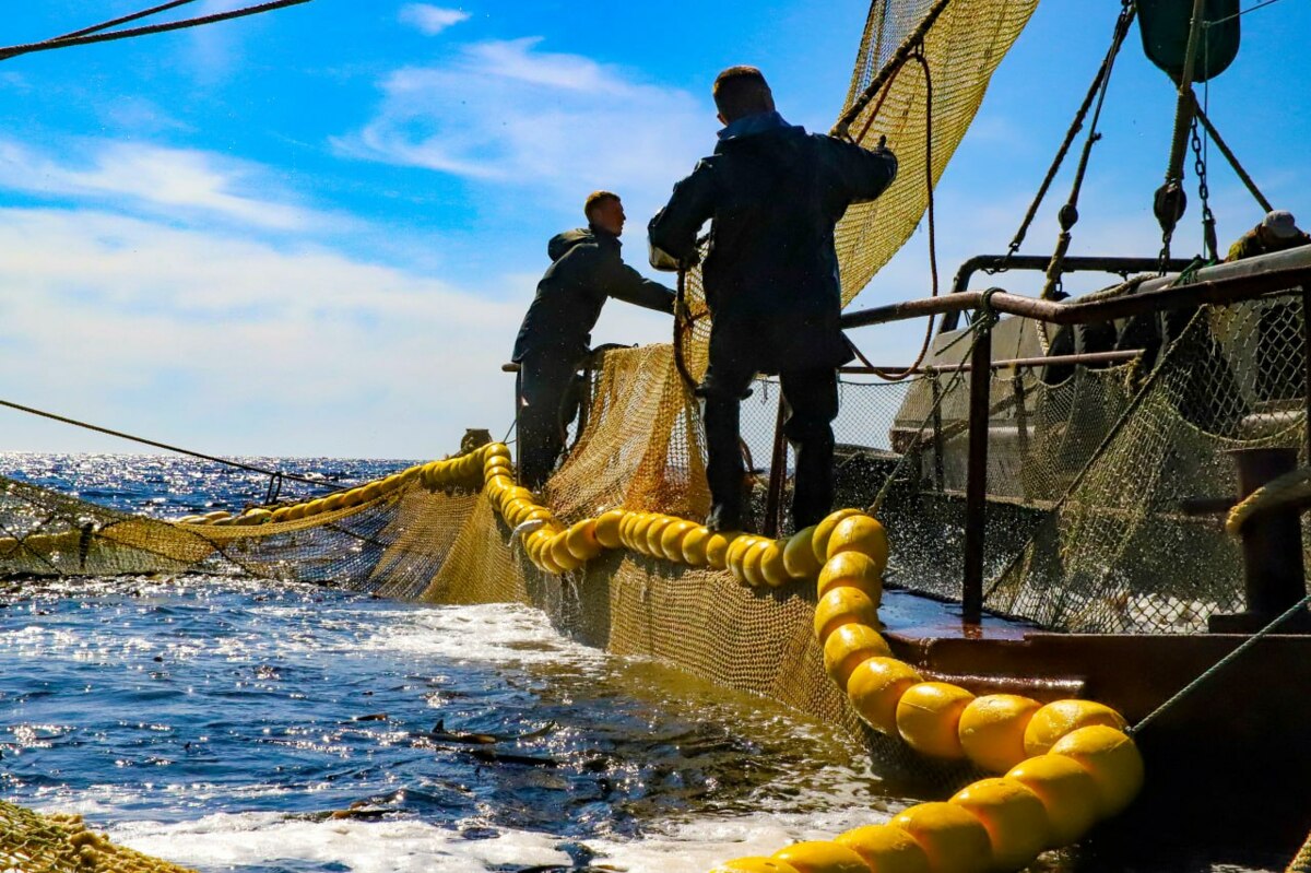 Камчатские рыбаки поймали уже 230 тысяч тонн лососей